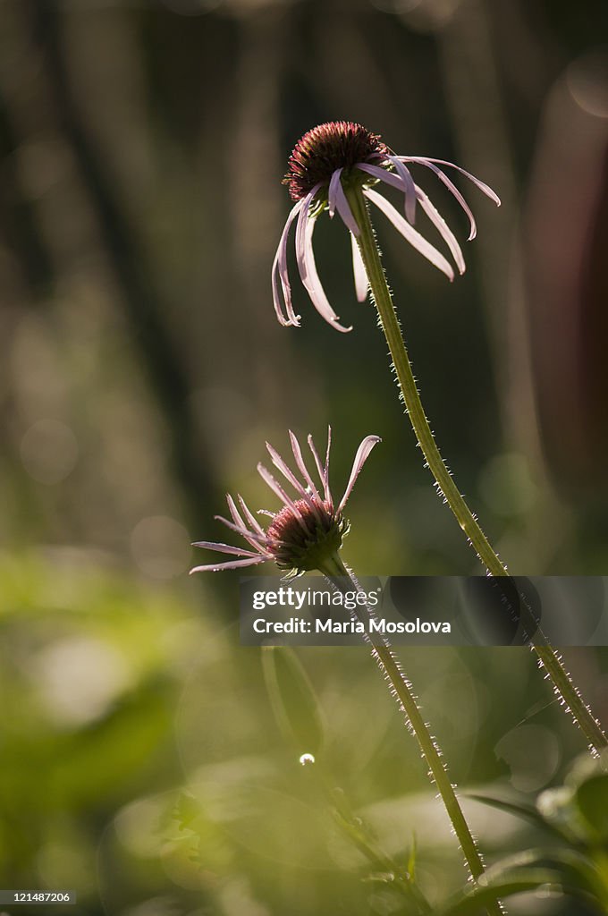 Two Light Pink Echinacea Flowers Reaching Out