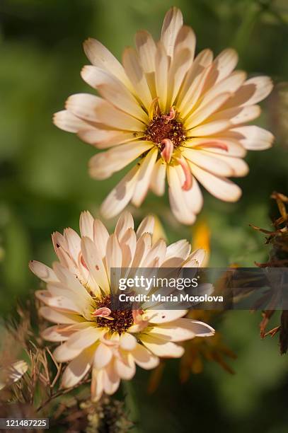 two calendula flowers - calendula stockfoto's en -beelden