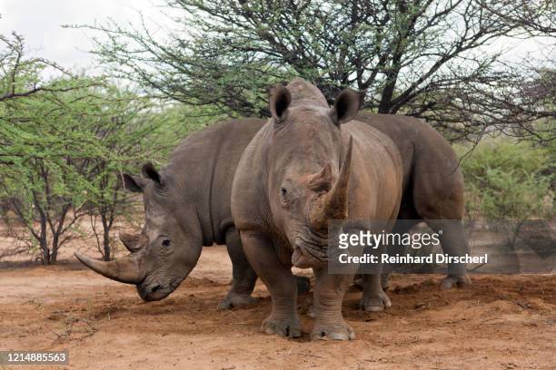 white rinoceros, ceratotherium simum, namibia - sydlig vit noshörning bildbanksfoton och bilder
