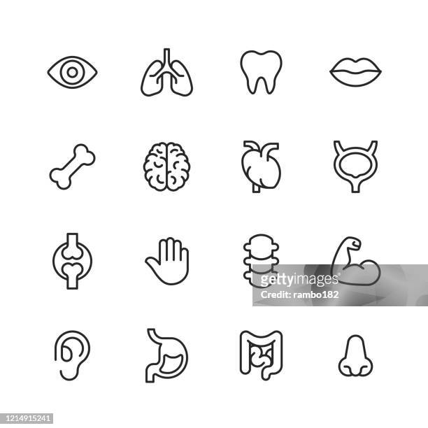 menschliche anatomie linie icons. bearbeitbarer strich. pixel perfekt. für mobile und web. enthält symbolewie menschliche anatomie, menschlicher kopf, menschliche hand, leber, lunge, herz, verdauungssystem, ohr, auge, nase, mund, schädel, zähne. - dickdarm verdauungstrakt stock-grafiken, -clipart, -cartoons und -symbole