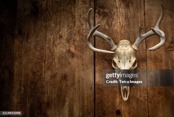 deer skull with antlers - ciervo fotografías e imágenes de stock
