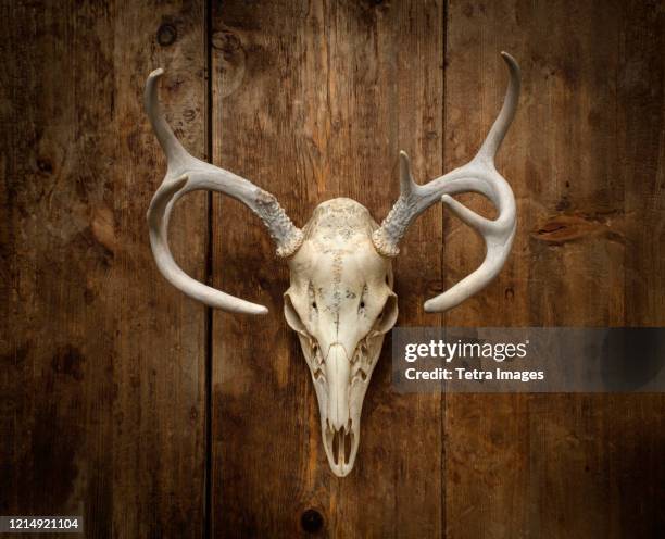 deer skull with antlers - deer skull stock pictures, royalty-free photos & images