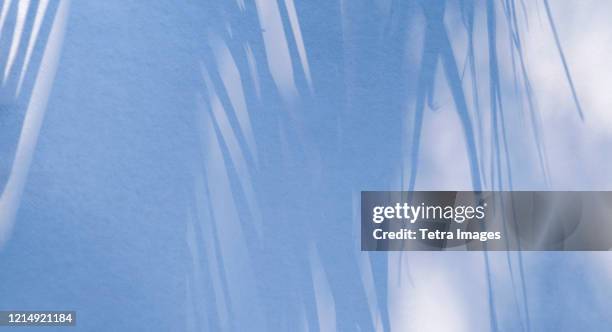 shadow of palm fronds on white wall - fronda fotografías e imágenes de stock