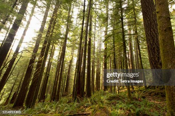 pine trees in mount hood national forest, oregon - mt hood national forest fotografías e imágenes de stock