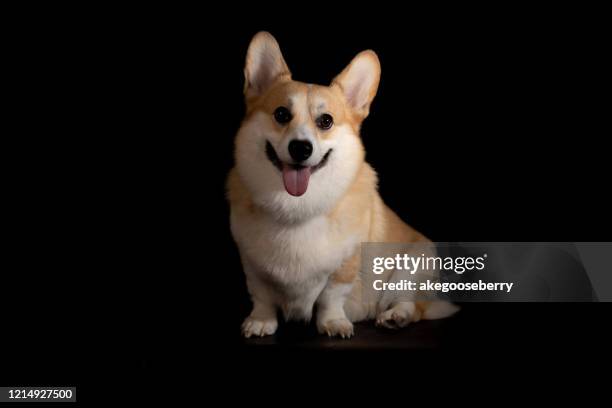 funny welsh corgi dog isolated on white background. nice breed dog resting on the chair. - welsh-cardigan-corgi stockfoto's en -beelden