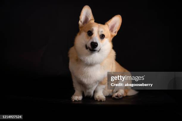 funny welsh corgi dog isolated on white background. nice breed dog resting on the chair. - cardigan welsh corgi stock pictures, royalty-free photos & images