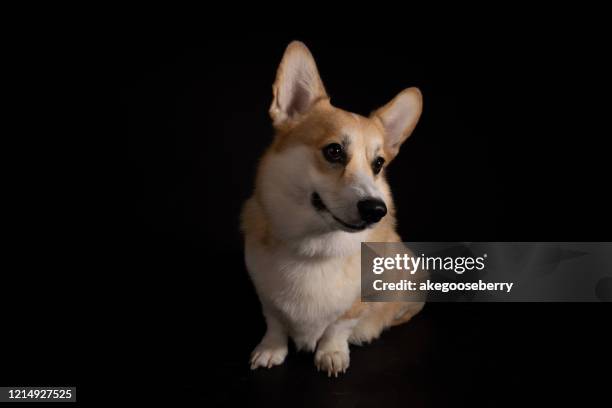 funny welsh corgi dog isolated on white background. nice breed dog resting on the chair. - welsh-cardigan-corgi stockfoto's en -beelden