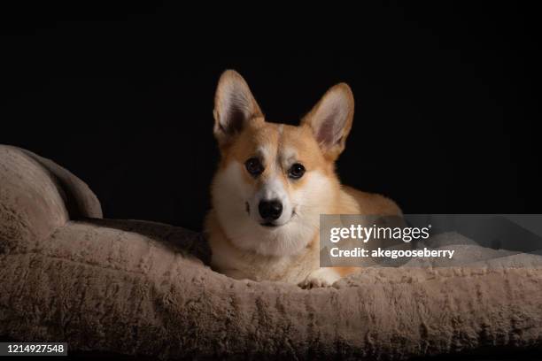 funny welsh corgi dog isolated on white background. nice breed dog resting on the chair. - welsh-cardigan-corgi stockfoto's en -beelden