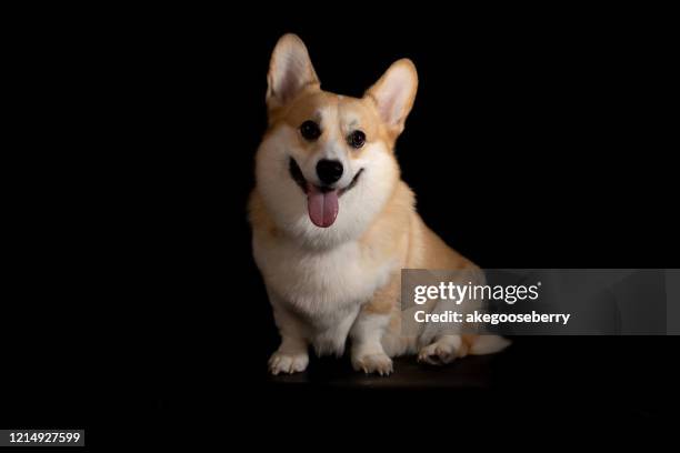funny welsh corgi dog isolated on white background. nice breed dog resting on the chair. - cardigan welsh corgi stock pictures, royalty-free photos & images