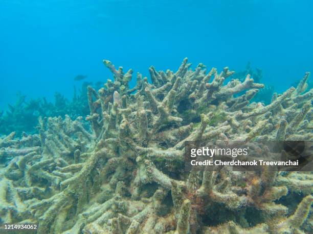 branching coral colony and fragment in the coral reef - branching coral stockfoto's en -beelden