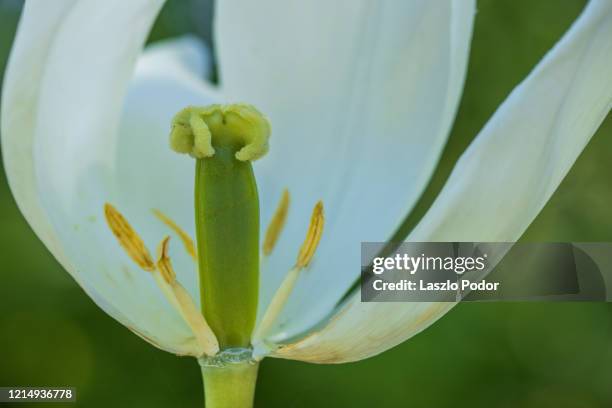 wilted white tulip - pistil stock pictures, royalty-free photos & images