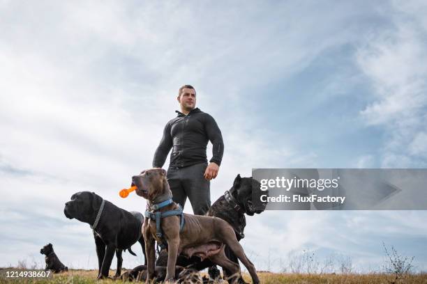 保護ケインコルソ犬のグループを持つ筋肉の男 - breeder ストックフォトと画像