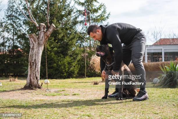 筋肉の男は屋外で彼のケインコルソ犬を訓練 - breeder ストックフォトと画像