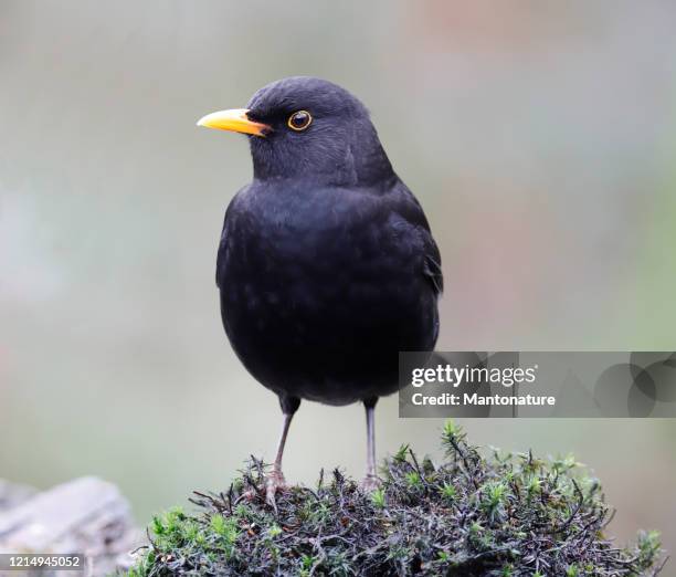 blackbird (turdus merula) male - blackbird stock pictures, royalty-free photos & images