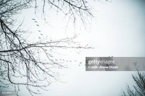 geese flying in the winter sky - november weather stock pictures, royalty-free photos & images