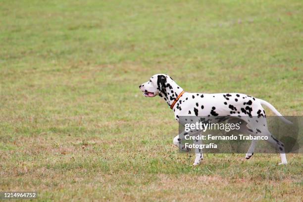 dalmatian dog in a meadow - dalmatiner stock-fotos und bilder