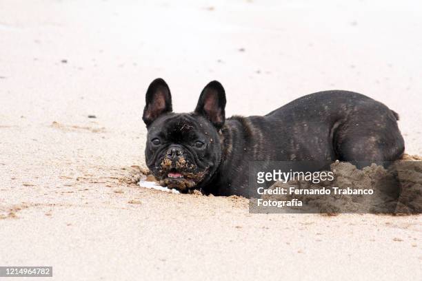 dog playing on the beach - praia stock pictures, royalty-free photos & images