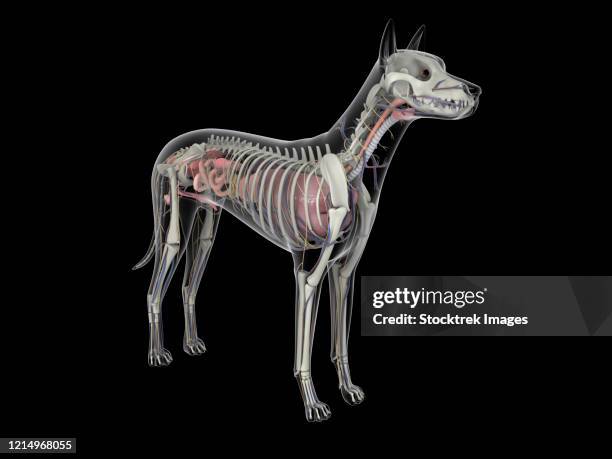 Canine Ribs Dog Ribs Photos and Premium High Res Pictures - Getty Images