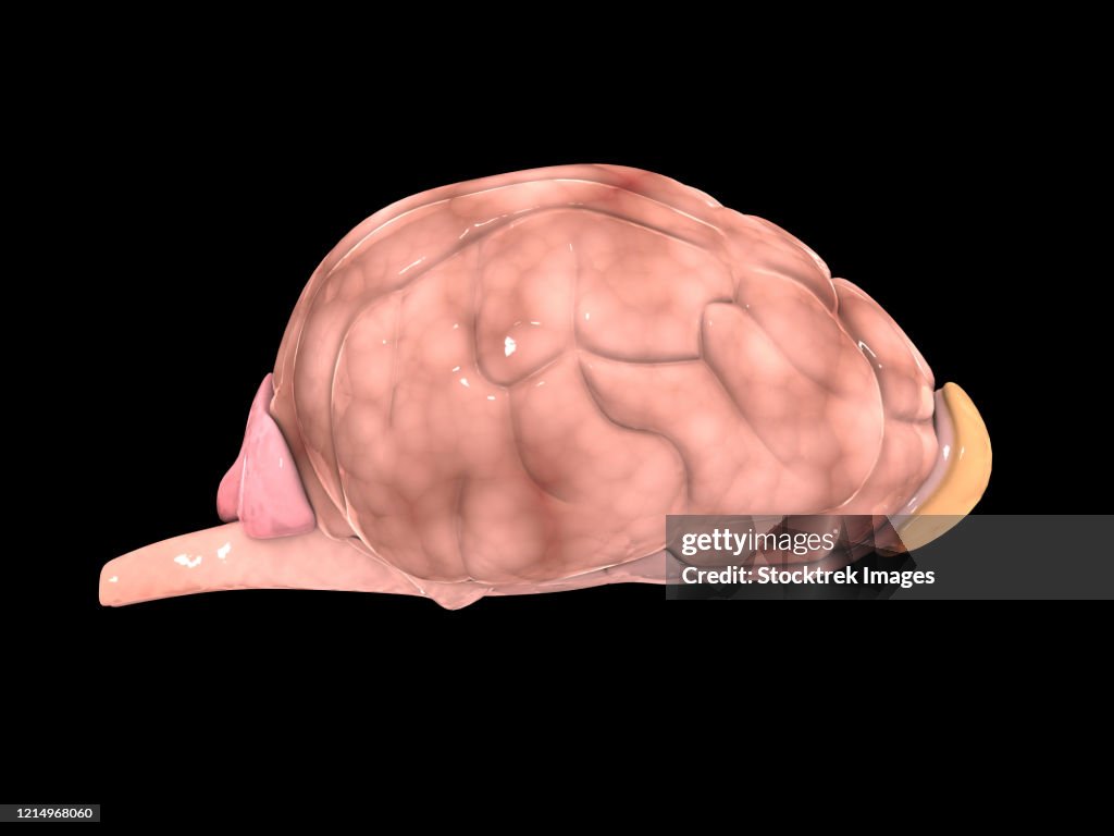 Dog Brain Model Illustration Of A Dogs Brain High-Res Vector Graphic - Getty Images