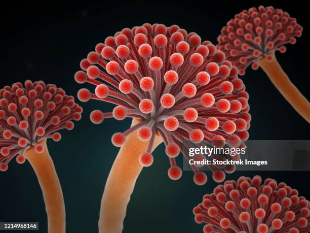 conceptual image of aspergillosis disease. - aspergillosis stock illustrations