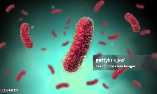 conceptual image of the bacillus bacteria. - gram positive bacteria stock illustrations