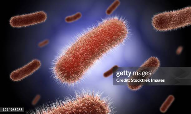 conceptual image of the bacillus bacteria. - gram positive bacteria stock illustrations
