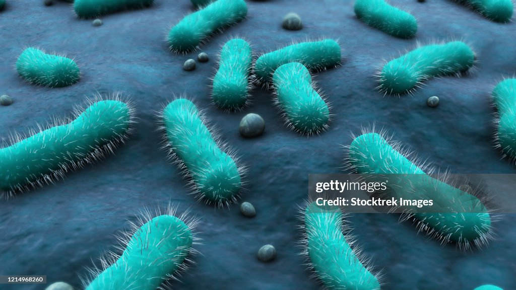 Api Bacilus Conceptual Image Of The Bacillus Bacteria High-Res Vector Graphic ...
