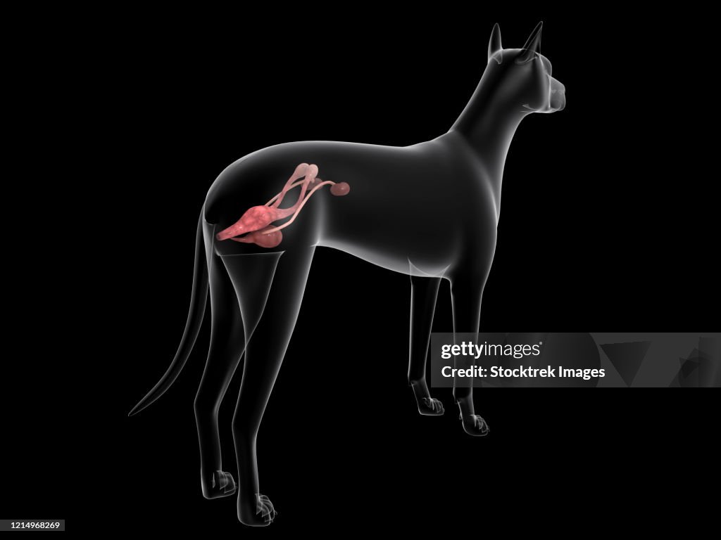 Urinary system in a female dog, x-ray view.