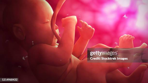 illustrazioni stock, clip art, cartoni animati e icone di tendenza di medical illustration of a fetus developing inside the womb. - embrione