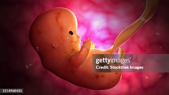 Fetus development at 8 weeks inside the womb. Fetus development at 8 weeks inside the womb.