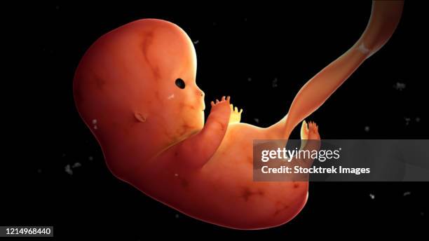 Human Embryo Development Stages Photos and Premium High Res Pictures ...