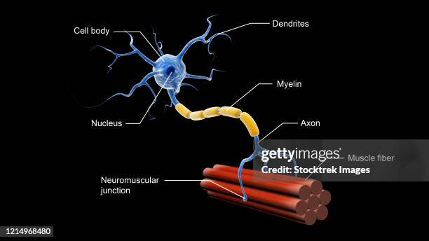 medical illustration showing the structure of a motor neuron. - motor neuron stock-grafiken, -clipart, -cartoons und -symbole