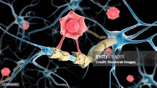 conceptual image of a multiple sclerosis neuron healed by a t-cell. - medulla 幅插畫檔、美工圖案、卡通及圖標