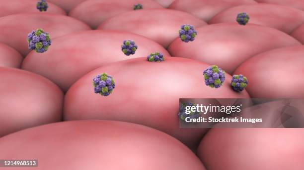 ilustraciones, imágenes clip art, dibujos animados e iconos de stock de norovirus attacking cell. - membrana celular