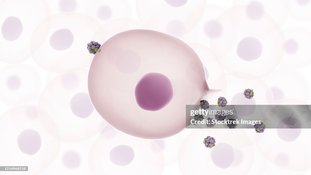 Norovirus entering cell and replicating to new viruses which are then released.