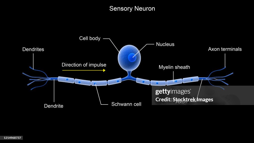 Conceptual Image Of A Sensory Neuron High-Res Vector Graphic - Getty Images