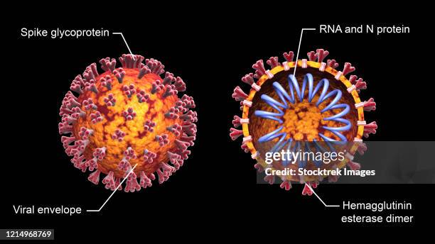 ilustraciones, imágenes clip art, dibujos animados e iconos de stock de 3d illustration of the covid-19 coronavirus with cutaway view, labeled. - membrana celular