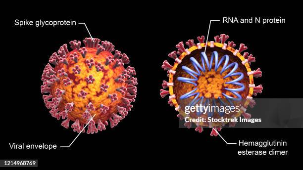 3d illustration of the covid-19 coronavirus with cutaway view, labeled. - spike protein stock illustrations