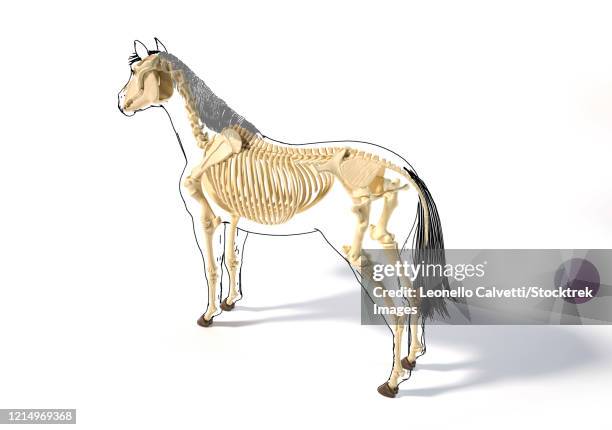 skeletal system of a horse with black outline, side perspective on white background. - white horse on black background stock illustrations