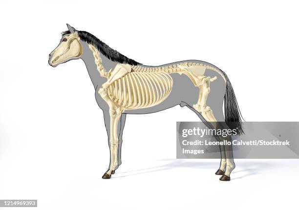 ilustraciones, imágenes clip art, dibujos animados e iconos de stock de skeletal system of a horse over grey silhouette with black outline, side view. - radio hueso del brazo