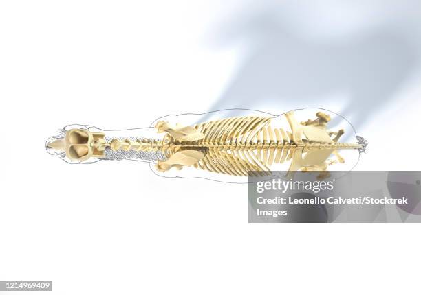 Hors Ribs 51 Ribs Overhead White Background High Res Illustrations - Getty Images