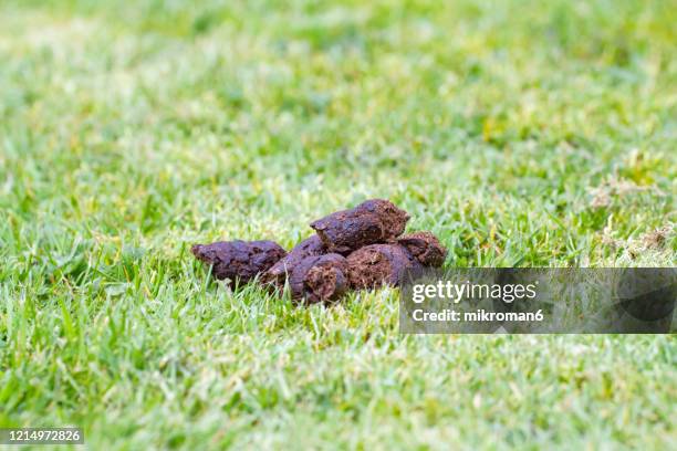 big pile of fresh dog poop sitting in the meadow - cacca foto e immagini stock
