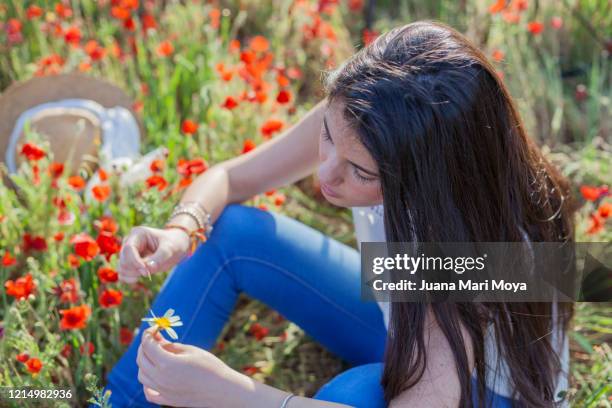 young girl leaf by leaf a daisy sitting in a field of poppies. in the province of jaen, andalucia, spain - 花びら占い ストックフォトと画像