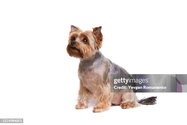 yorkshire terrier puppy sitting on white background - struppig stock-fotos und bilder