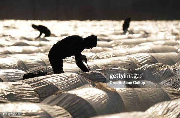 Seasonal workers from Romania, whose employer brought them to Germany before border restrictions set in, harvest asparagus in a field on March 26,...