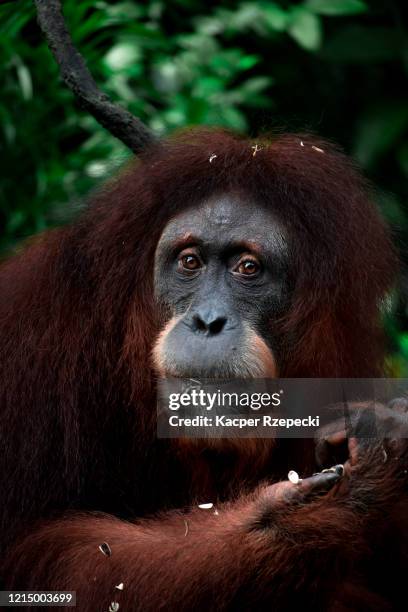 orangutan - sumatran orangutan stock pictures, royalty-free photos & images