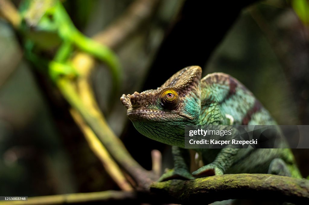 Parson's Chameleon
