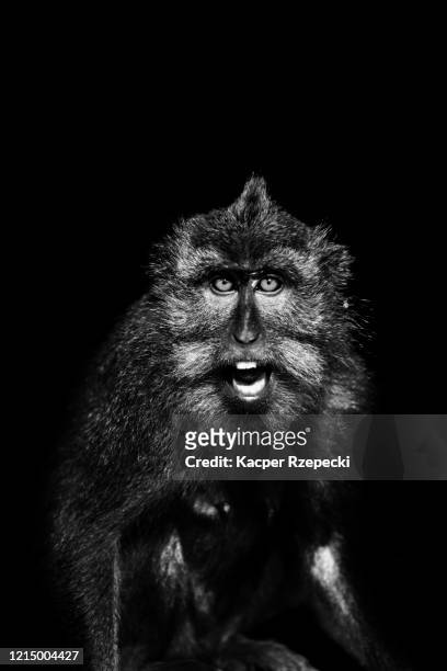 portrait of an angry macaque - ubud monkey forest stock pictures, royalty-free photos & images