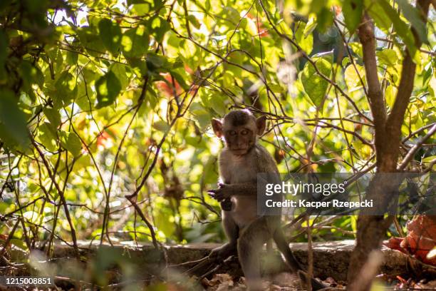 young macaque - ubud monkey forest stock pictures, royalty-free photos & images
