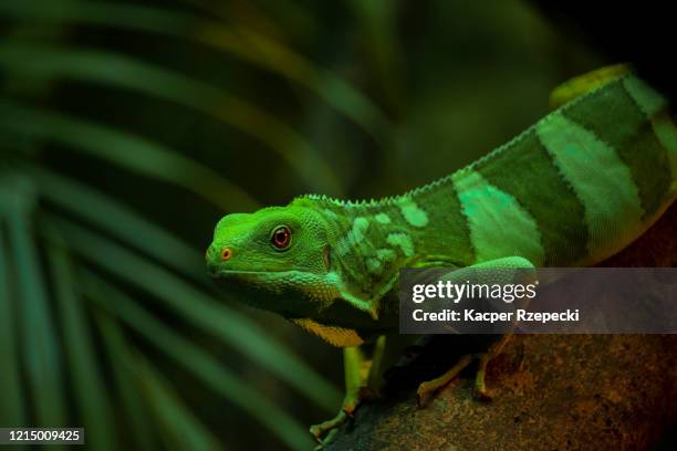 fiji banded iguana - fiji crested iguana stockfoto's en -beelden